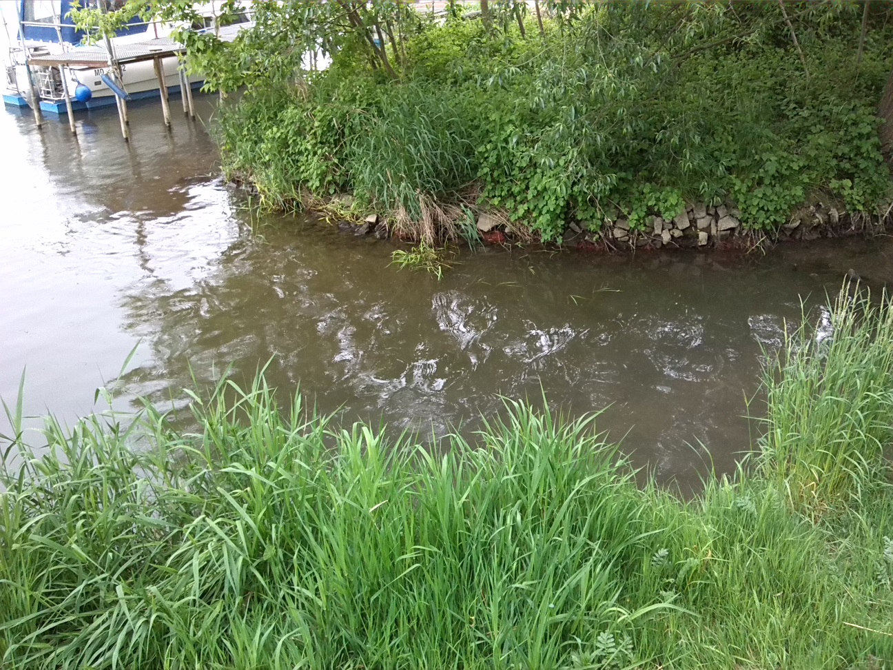 49a-Alsleben Blick Zu Mündung Schlackenbach In Saale (1)