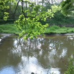 4a-Peißnitz Blick Von Südwestteil Gimritzer Parküber Wilde Saale Zu Insel & Ufer Sandanger