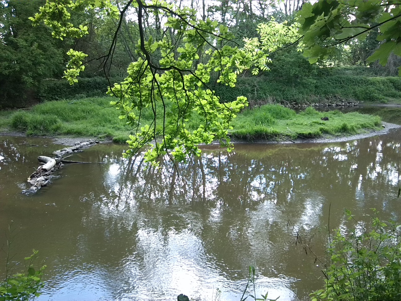 4a-Peißnitz Blick Von Südwestteil Gimritzer Parküber Wilde Saale Zu Insel & Ufer Sandanger