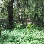 50-Blick Vom Weg Südteil NSG Forstwerder In Auenwald Nach Westen (1)