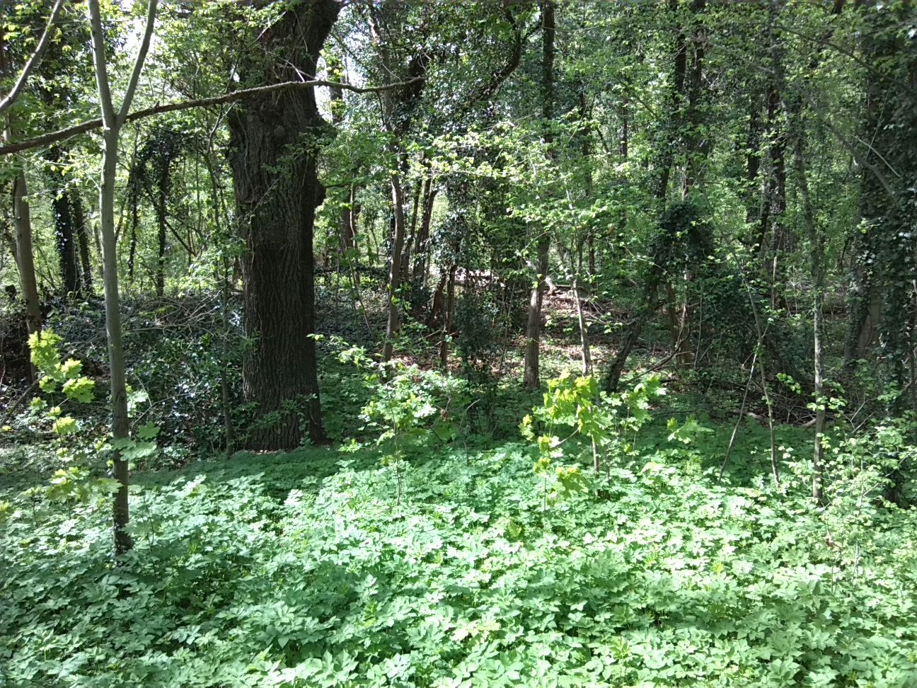 50-Blick Vom Weg Südteil NSG Forstwerder In Auenwald Nach Westen (1)