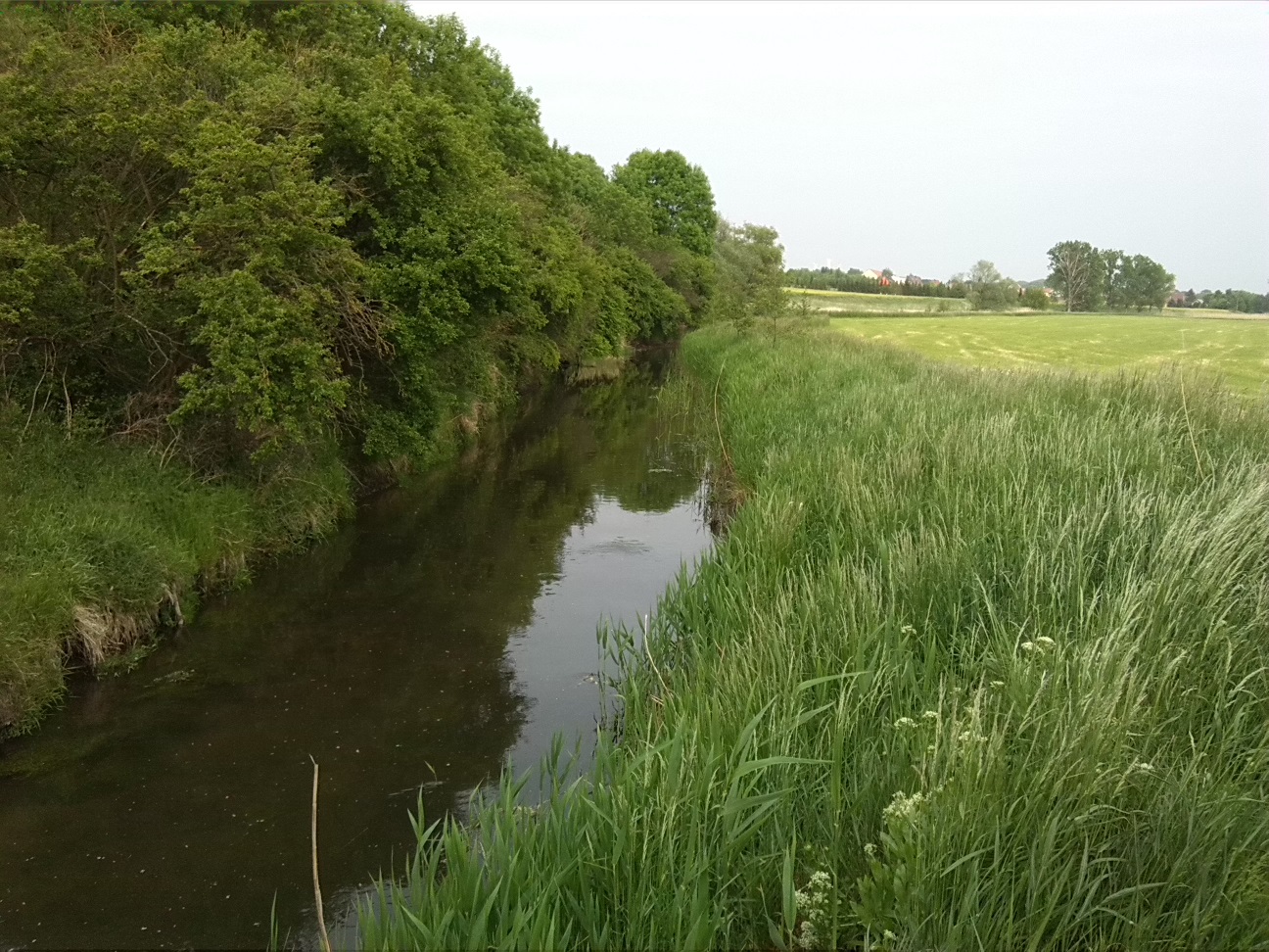 50a-Fuhneaue Zwischen Baalberge Unweit Alter Bahnbrücke Blick Fuhne Flussaufwärts Nach Südosten (1)