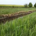 51a-Fuhneaue Zwischen Baalberge Blick Fuhne Flussaufwärts Nach Südosten (2)