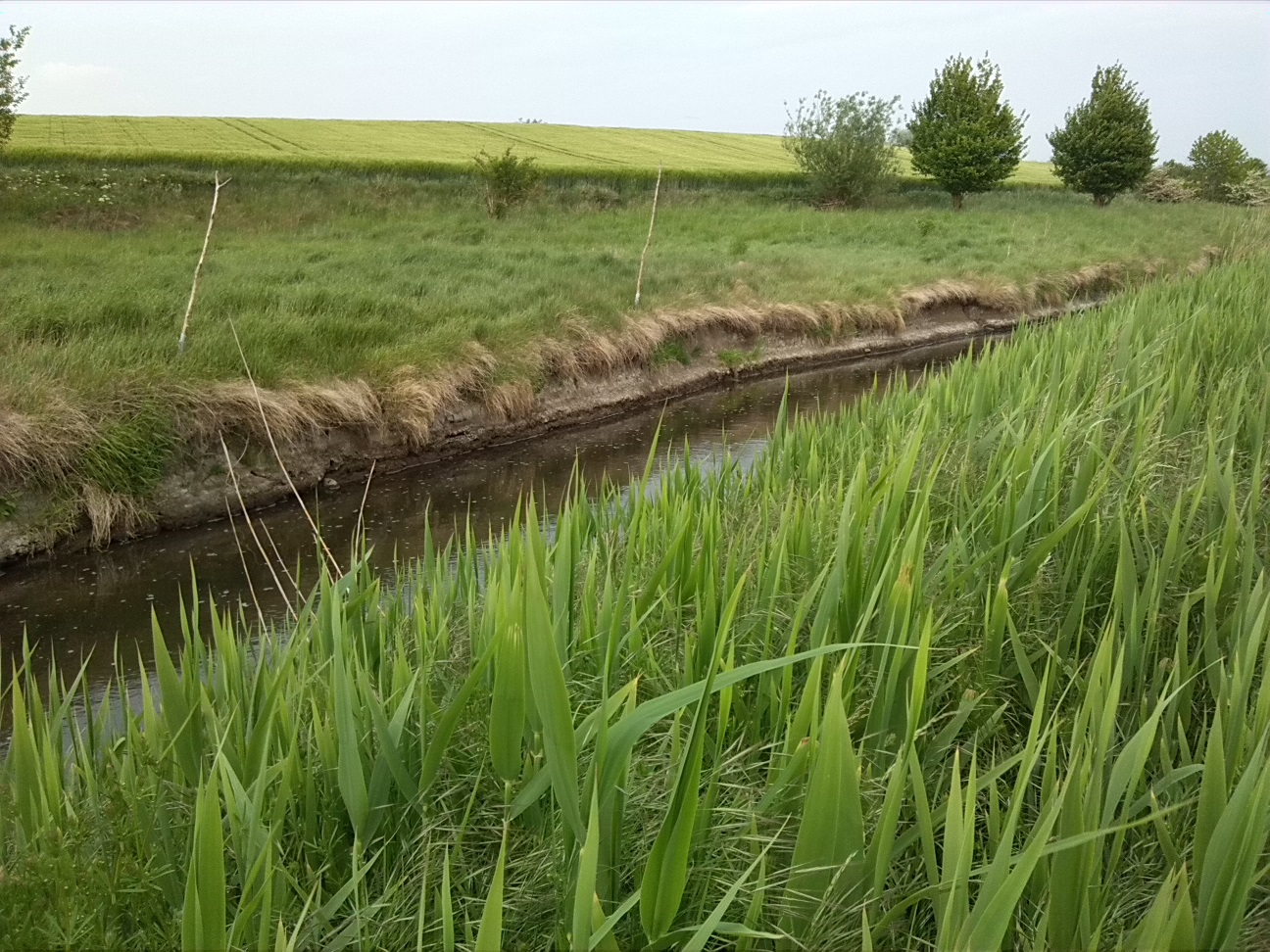 51a-Fuhneaue Zwischen Baalberge Blick Fuhne Flussaufwärts Nach Südosten (2)