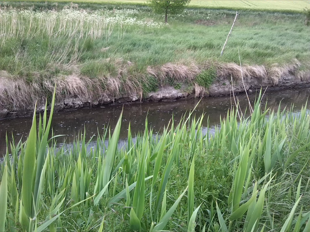 52a-Fuhneaue Zwischen Baalberge Blick Fuhne Flussaufwärts Nach Südosten (2)
