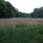 58a-Alsleben Gnölbzig Altarm Südöstlich Severin Blick Nach Nordosten (1)