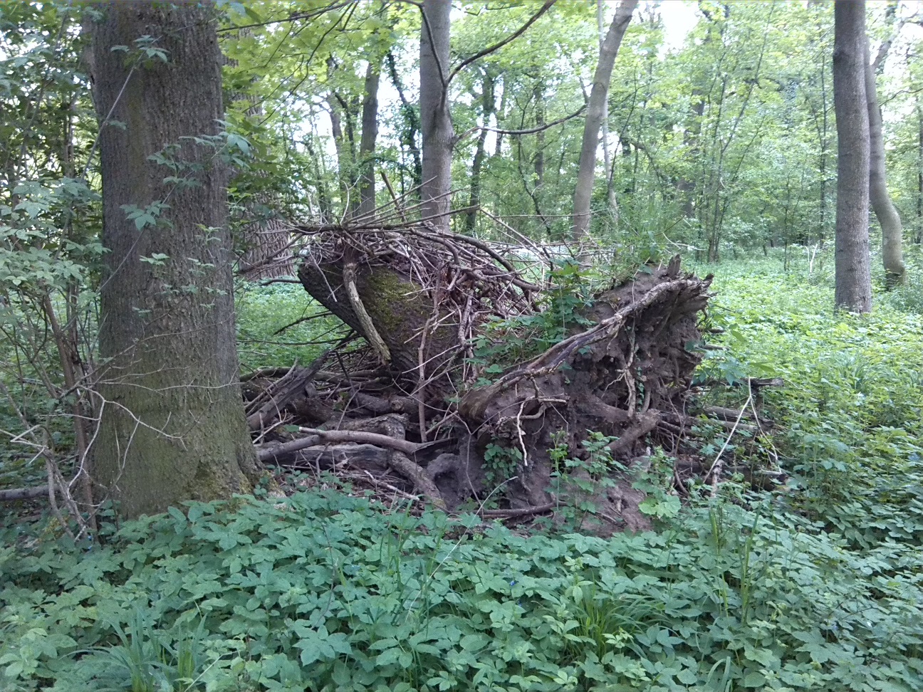 59a-Könnern-Severin Ostteil Blick Nach Norden (1)