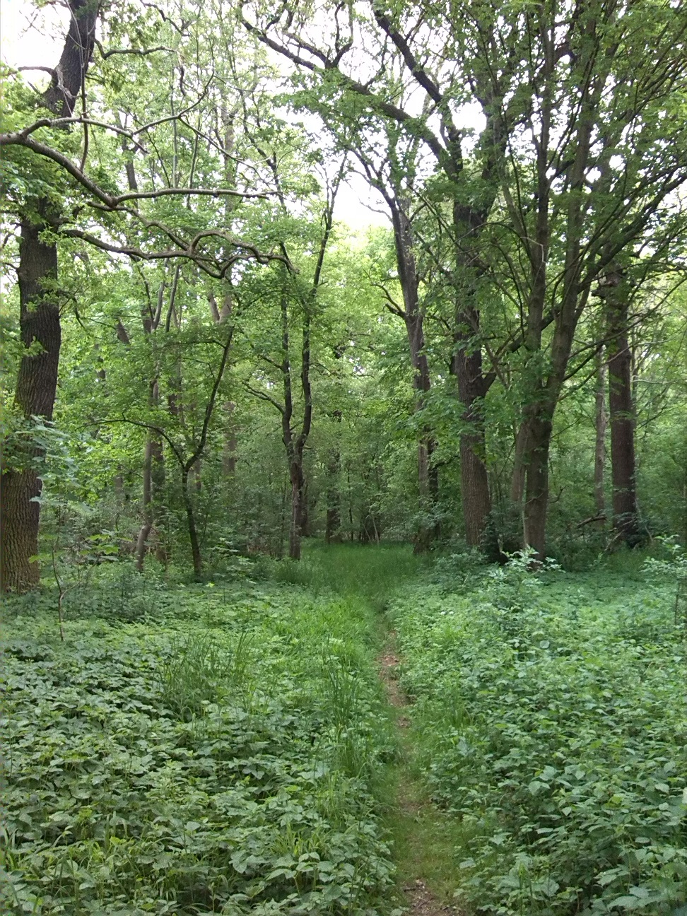60a-Könnern-Severin Ostteil Blick Nach Norden (1)