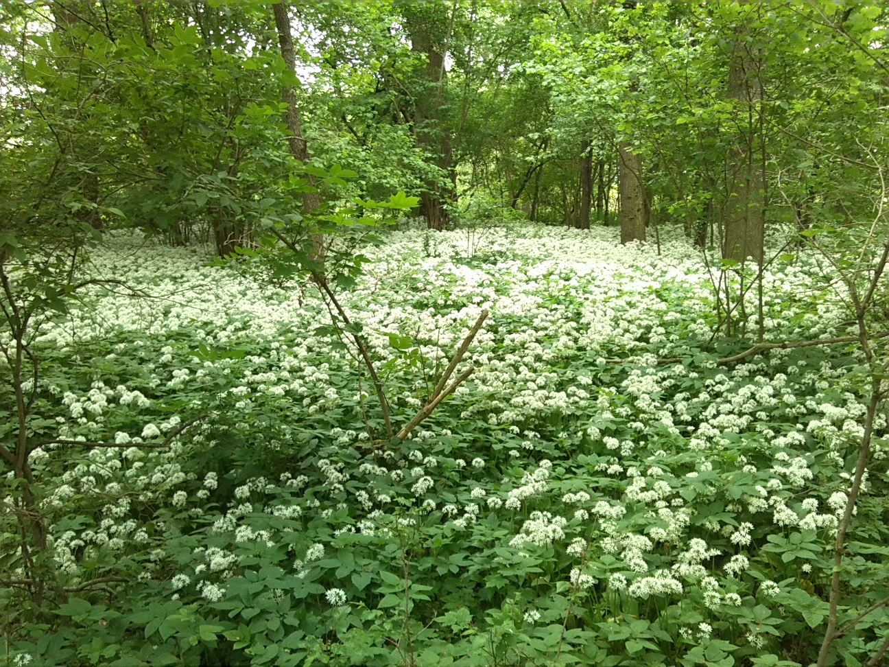 63a-Könnern-Severin Ostteil Blick Nach Osten Mit Bärlauch (2)