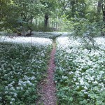 64a-Könnern-Severin Ostteil Blick Nach Norden Mit Bärlauch (2)