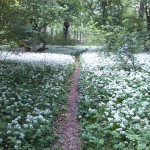 64a-Könnern-Severin Ostteil Blick Nach Norden Mit Bärlauch (2)