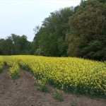 76a-Könnern-Severin Acker Nordteil Blick Nach Norden (1)