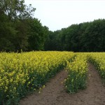 77a-Könnern-Severin Acker Nordteil Blick Nach Süden (1)