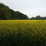 78a-Könnern-Severin Acker Nordteil Blick Nach Westen Mit ND Stieleiche Bildmitte & Hintergrund (2)