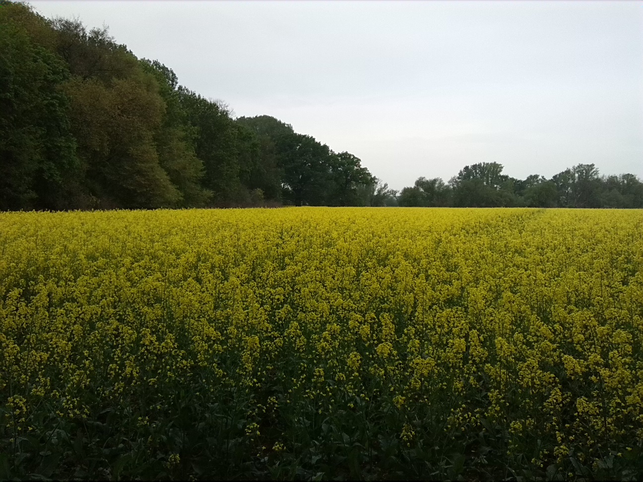 78a-Könnern-Severin Acker Nordteil Blick Nach Westen Mit ND Stieleiche Bildmitte & Hintergrund (2)