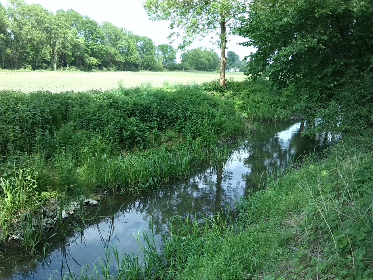 7a-Köthen Ziethe Am Nordrand Ziethe Busch Blick Flussaufwärts Nach Nordosten (2)