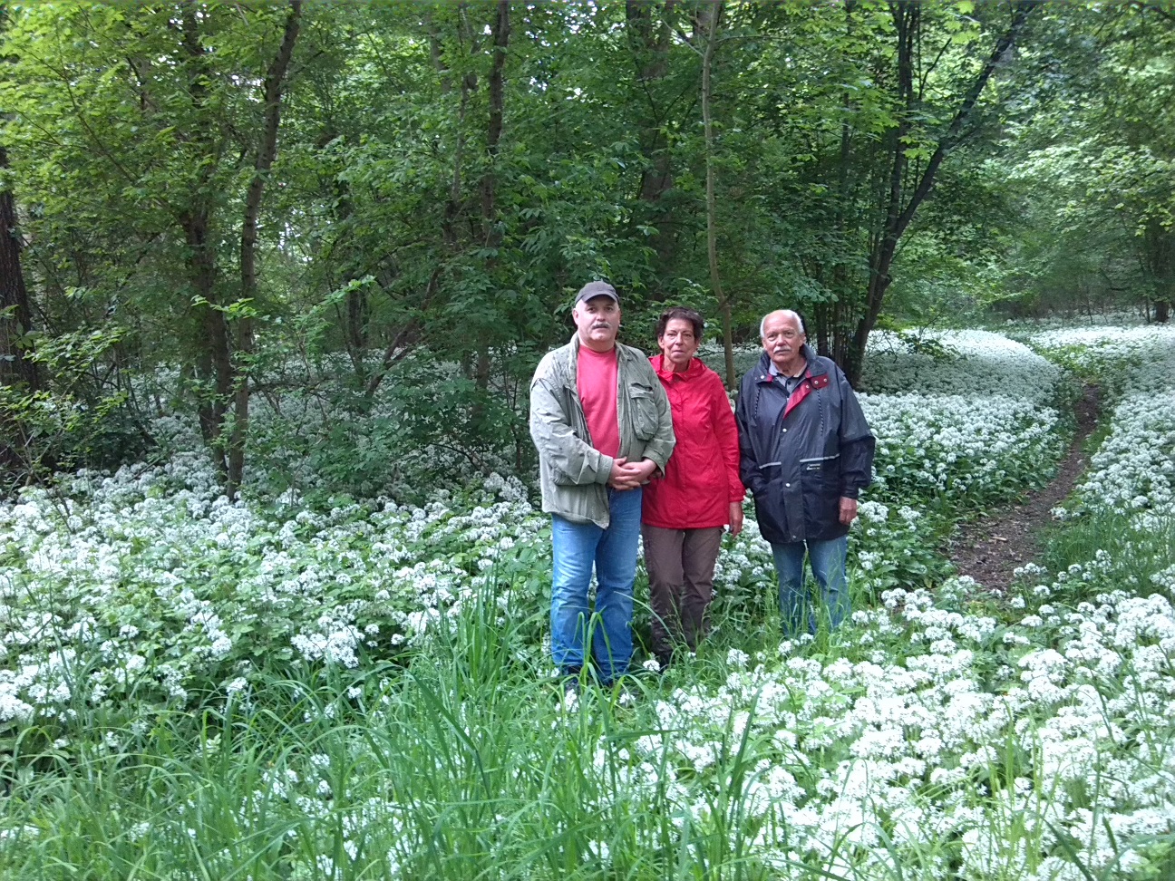 80a-Könnern-Severin Nordostteil Blick Nach Süden Mit Bärlauch (1)