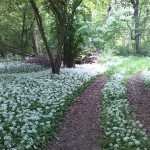 81a-Könnern-Severin Nordostteil Blick Nach Süden Mit Bärlauch (1)