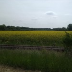 8a-Bernburg Am Werder Abzweig Am Felsenkeller Blick Nach Südosten Zum Dröbelschen Busch (2)