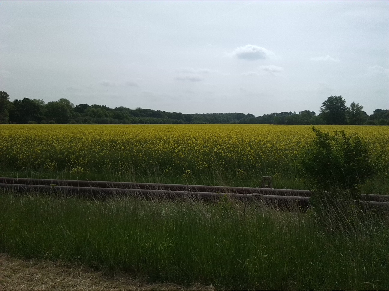 8a-Bernburg Am Werder Abzweig Am Felsenkeller Blick Nach Südosten Zum Dröbelschen Busch (2)