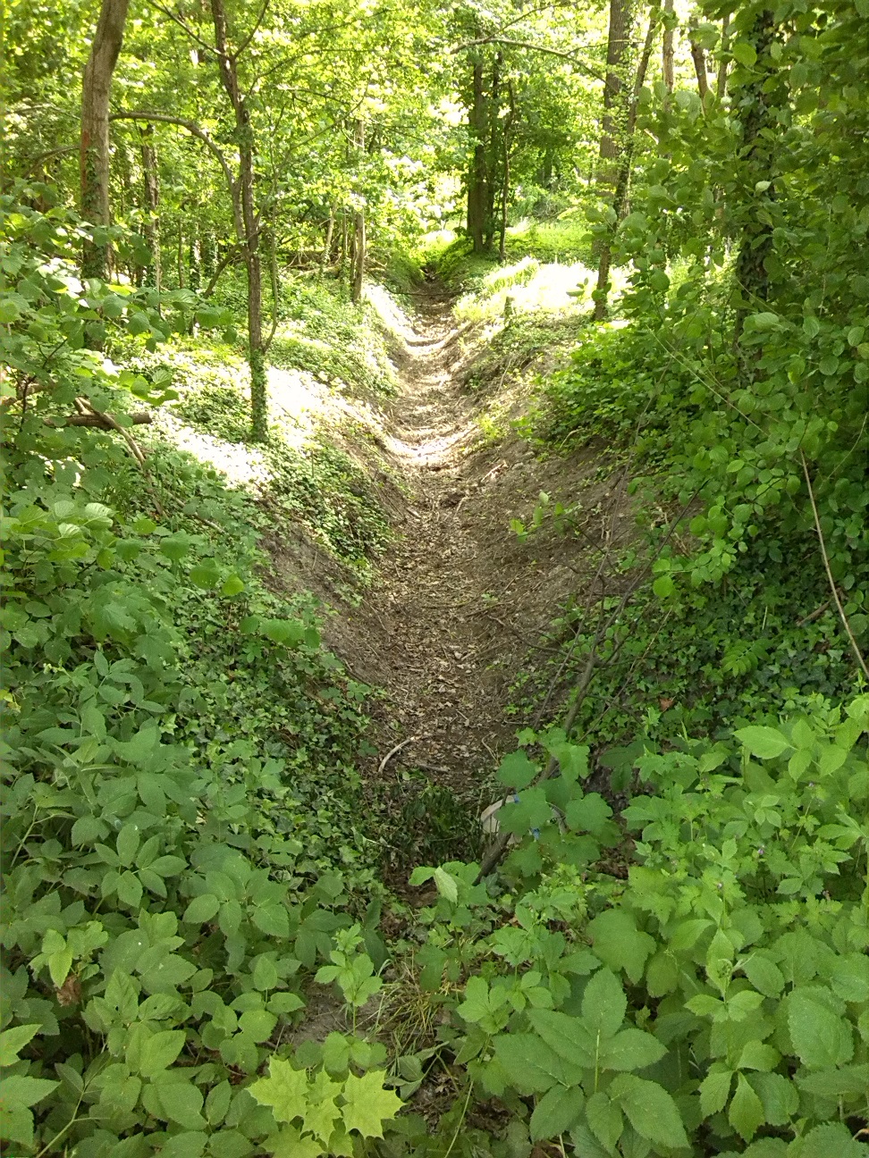 8a-Köthen Nordteil Ziethe Busch Mit Blick In Graben Nach Süden (1)
