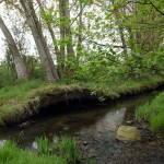 9-Halle Mündungsgebiet Überlauf Hufeisensee In Reide