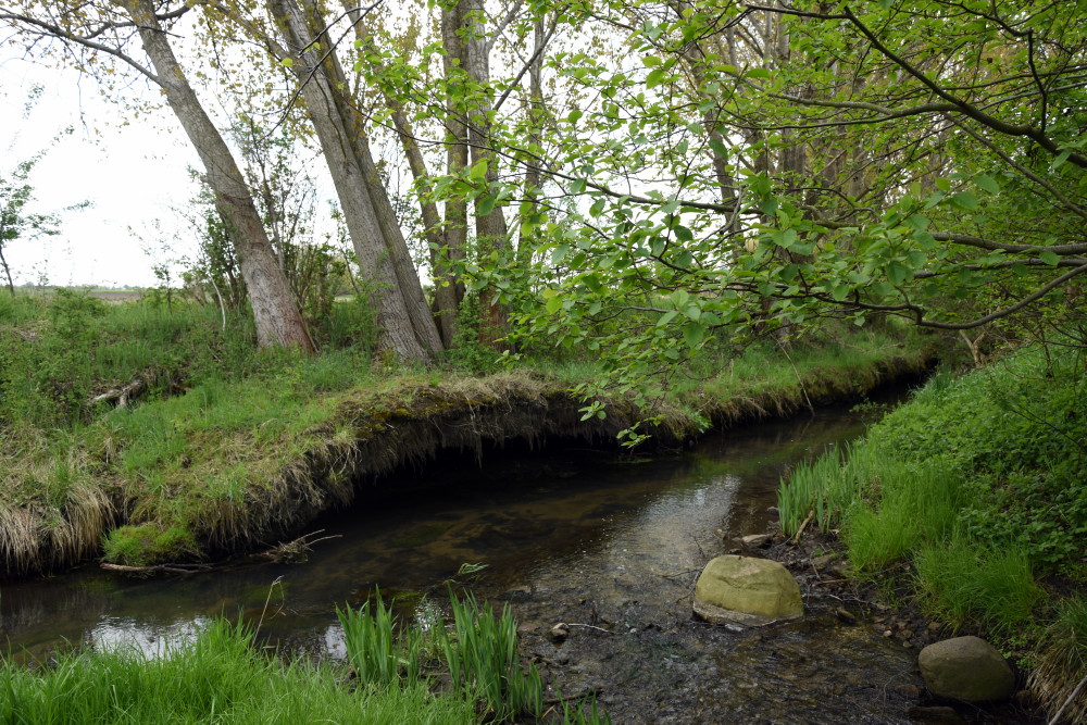 9-Halle Mündungsgebiet Überlauf Hufeisensee In Reide