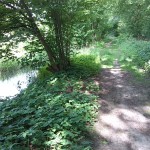 9a-Köthen Ziethe Am Nordrand Ziethe Busch Blick Flussaufwärts Nach Osten (1)