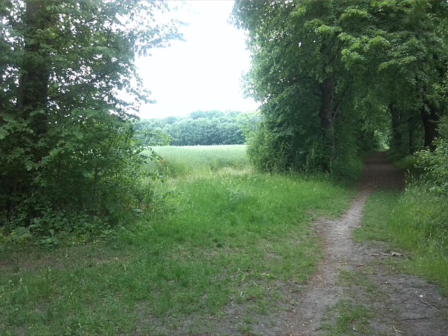 12a-Blick Von Weg Südlich Ziethe Blick Zu Ziethebusch Nach Südwesten (1)