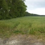 16a-Blick Von Straße Nach Porst Paraleel Der Ziethe Aufwärts Nach Osten (1)