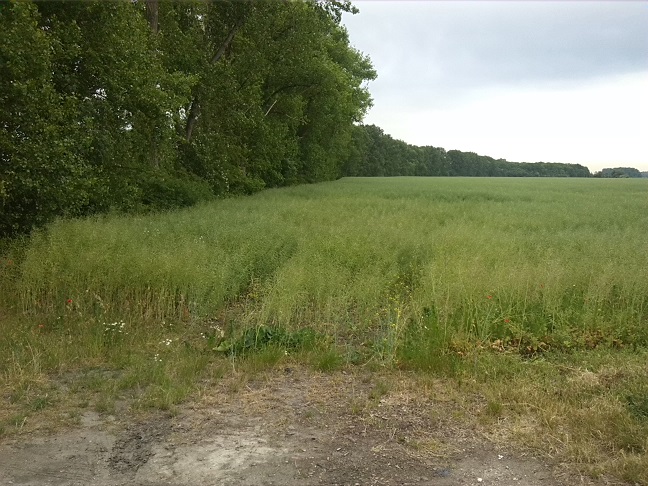 16a-Blick Von Straße Nach Porst Paraleel Der Ziethe Aufwärts Nach Osten (1)
