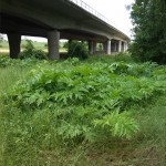 18a-Bodeaue Zwischen Hohenerxleben & Neugattersleben Bodebrücke BAB14 Blick Über Riesenbärenklau Nach Nordosten (1)