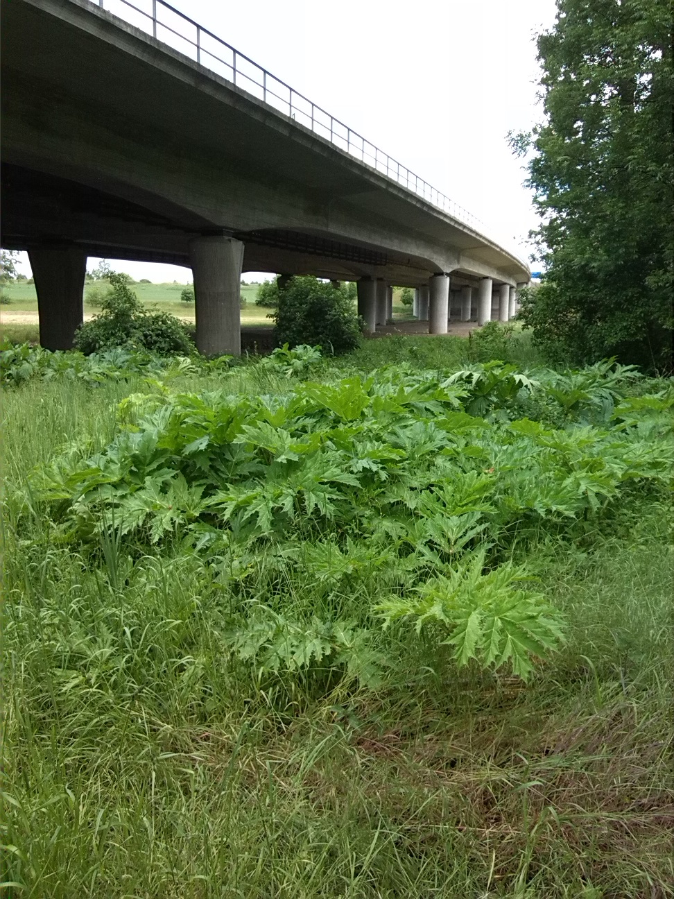 18a-Bodeaue Zwischen Hohenerxleben & Neugattersleben Bodebrücke BAB14 Blick Über Riesenbärenklau Nach Nordosten (1)