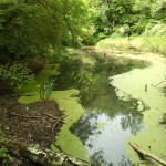 23a-Neugattersleben Südwestteil Park Blick Nach Südwesten (2)