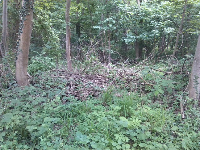 2a-Nordrand Ziethebusch Blick Nach Süden (2)