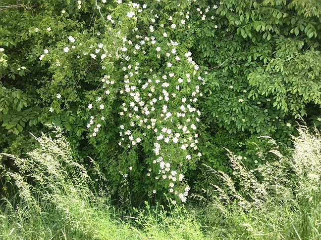 30a-Weg Südlich Ziethe & Südwestlich Von Zehringer Busch Hundsrose (2)