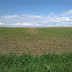 31a-Bodeaue Zwischen Neugattersleben & Nienburg Blick Nach Nordosten (1)