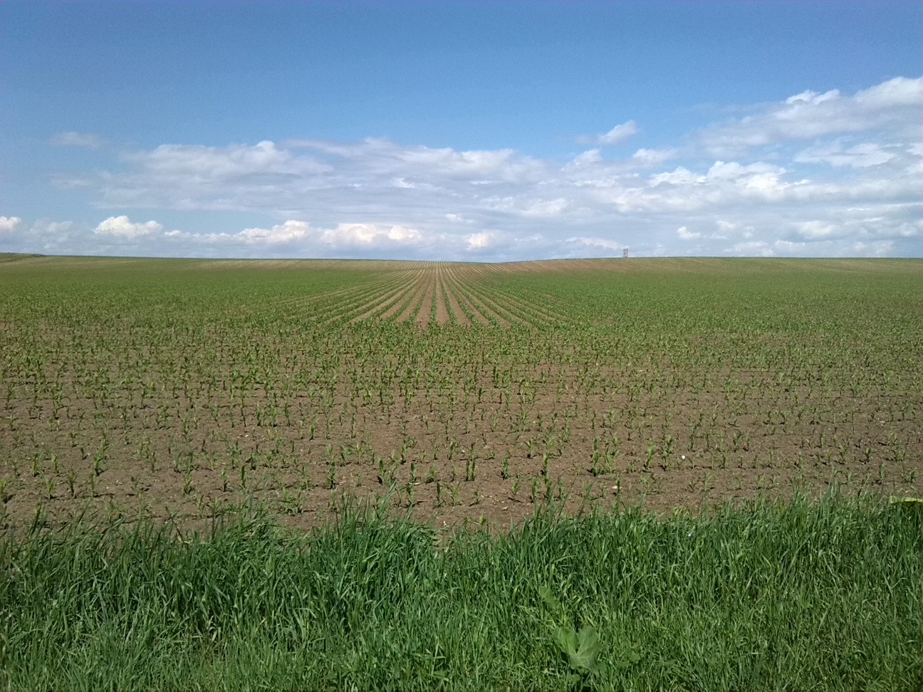 31a-Bodeaue Zwischen Neugattersleben & Nienburg Blick Nach Nordosten (1)