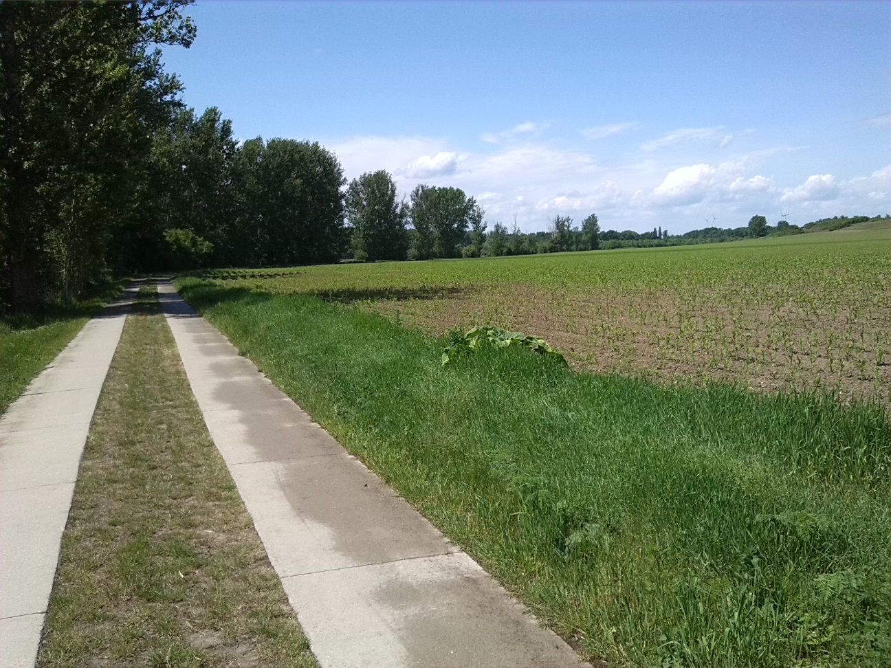 32a-Bodeaue Zwischen Neugattersleben & Nienburg Blick Nach Nordwesten In Richtung Neugattersleben (1)