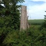 33a-Übergang Ziethewestlich Zehringer Busch Blick Ziethe Abwärts Nach Westen (2)