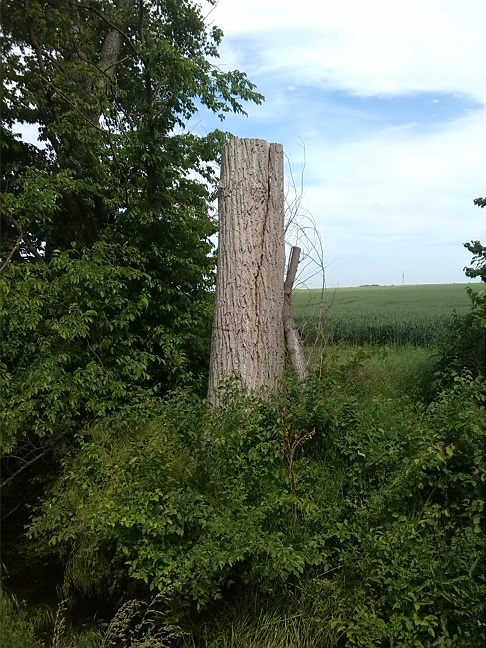 33a-Übergang Ziethewestlich Zehringer Busch Blick Ziethe Abwärts Nach Westen (2)