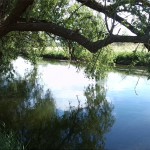 35a-Bodeaue Zwischen Neugattersleben & Nienburg Silberweide Am Bodeufer Mit Blick Flussabwärts Nach Südosten (1)