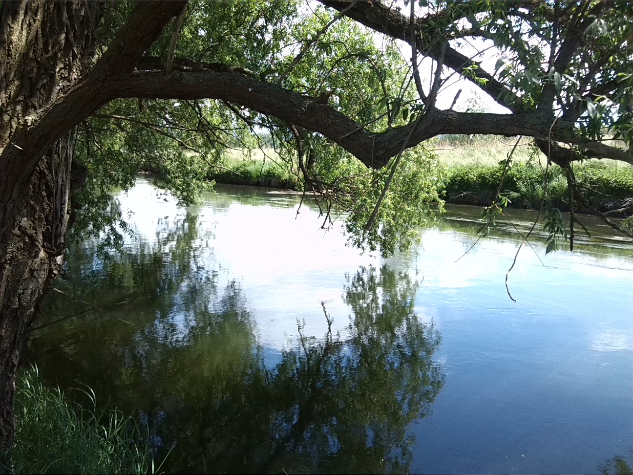 35a-Bodeaue Zwischen Neugattersleben & Nienburg Silberweide Am Bodeufer Mit Blick Flussabwärts Nach Südosten (1)