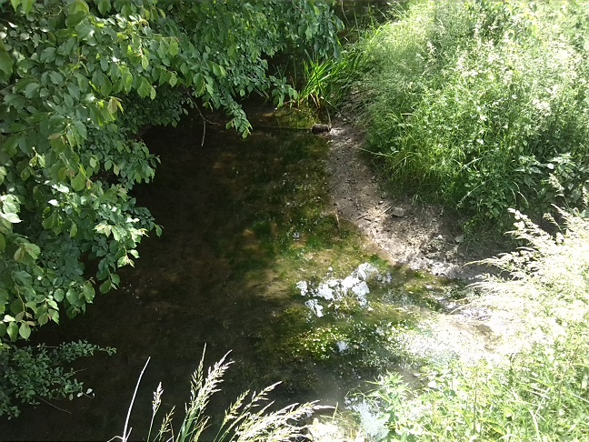 35a-Ziethe Südöstlich Westteil Zehringer Busch (1)