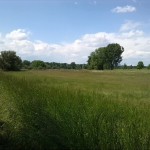 36a-Bodeaue Zwischen Neugattersleben & Nienburg Blick Nach Nordwesten In Richtung Neugattersleben (2)