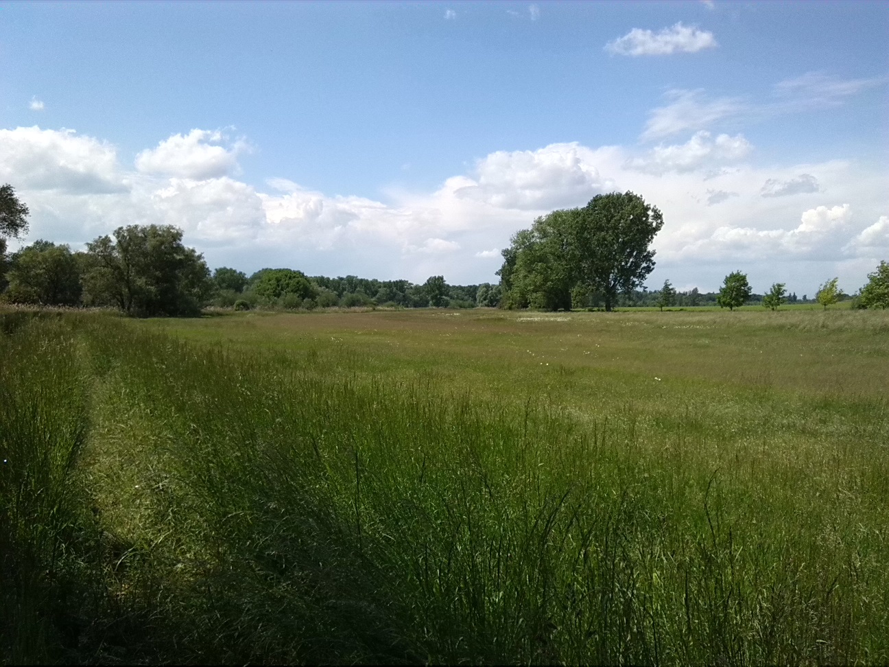 36a-Bodeaue Zwischen Neugattersleben & Nienburg Blick Nach Nordwesten In Richtung Neugattersleben (2)