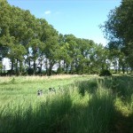 37a-Bodeaue Zwischen Neugattersleben & Nienburg Blick Nach Nordosten In Richtung Nienburg (2)