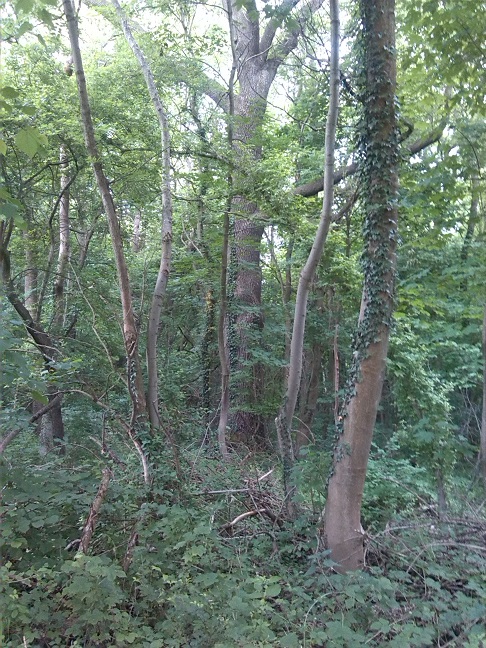 3a-Nordrand Ziethebusch Blick Nach Süden (1)