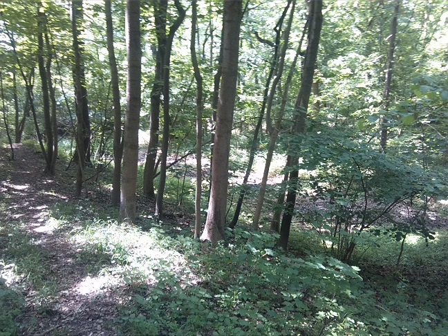40a-Zehringer Busch Westteil Blick Nach Nordwesten In Feuchtsenke (2)
