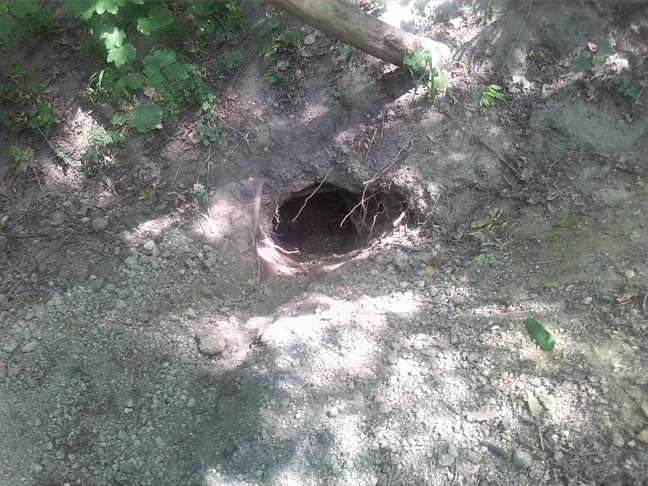 44a-Zehringer Busch Westteil Blick Nach Nordosten Aus Feuchtsenke Fuchs Dachsbau (1)